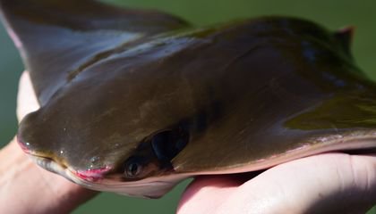 Biologists Say Chesapeake Bay Cownose Rays Travel to Florida and Back