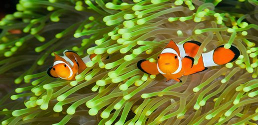 Colourful clownfish carry an unusual health warning for predators