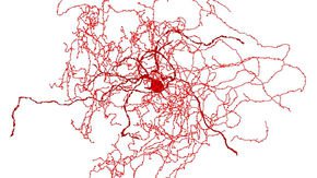 Mysterious new brain cell found in people