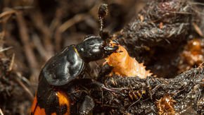 When this beetle mom disappears, her children become stronger and nicer