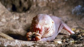 Eating poop makes naked mole-rats more motherly