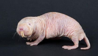 How Eating Poop Makes These Mole-Rats More Motherly