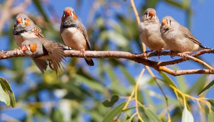 Noise Pollution Might Cut Birds’ Lives Short