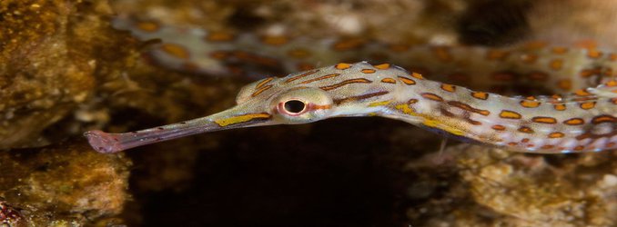 Pregnant Male Pipefish are the Sea's Swaggery Swingers