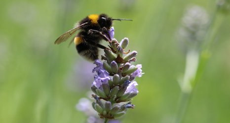 The more pesticides bees eat, the more they like them