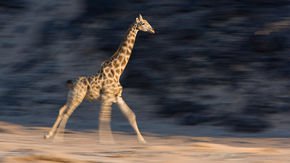 Big mammals slow down to let their nerves catch up