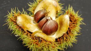 To save iconic American chestnut, researchers plan introduction of genetically engineered tree into the wild