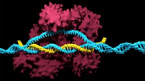 CRISPR is too fat for many therapies, so scientists are putting the genome editor on a diet