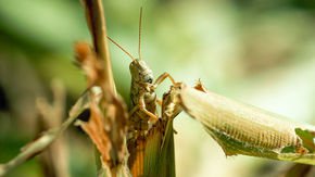 Ravenous insects may be coming for our crops in a warming world