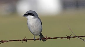 Slow-motion video reveals ‘killer whiplash’ butcherbirds use to take down prey twice their size