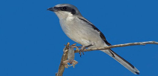 Butcherbird uses vicious whiplash technique to kill its prey