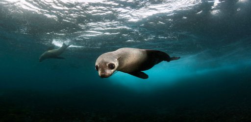 Australian fur-﻿seal pups in decline for first time in three decades