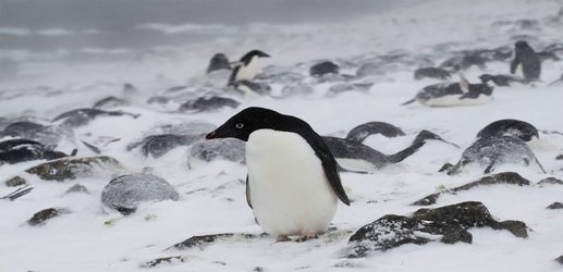 Hundreds of ancient mummified penguins found in Antarctic graveyard