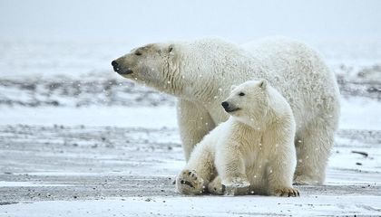 Toxic Chemicals Banned 20 Years Ago Finally Disappearing From Arctic Wildlife