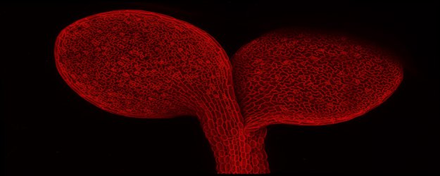 Hormone helps plants adjust their ventilation