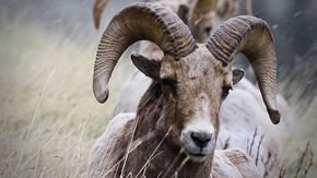 How bighorn sheep use crowdsourcing to find food on the hoof