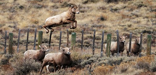 Moose and sheep pass down their migration routes through culture