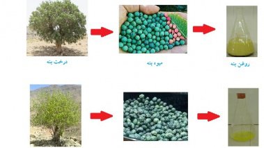 معرفی دو روغن خوراکی بومی برای نخستین بار در کشور