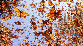 Monarchs that ‘drop out’ of the migration game pick up more parasites