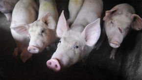 A deadly pig disease raging in China is bound to spread to other Asian countries, experts warn