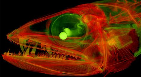 These eerie new images reveal the insides of fish and snakes like never before