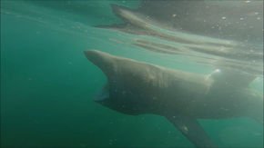 Watch these sluggish basking sharks break through the water as quickly as great whites