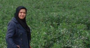 تقدیر وزیر جهاد کشاورزی از دکتر فاطمه شیخ پژوهشگر بخش تحقیقات زراعی و باغی مرکز تحقیقات و آموزش گلستان
