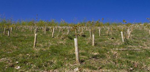 Ambitious plan for seven London-sized forests to meet UK climate goals