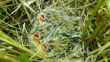 These Teen Birds Love Sleeping In Too