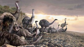 New find clears Madagascar’s first settlers of wiping out world’s largest bird