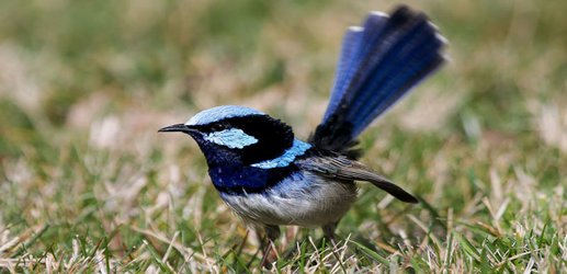 Birds can learn to understand the meanings of other species’ calls