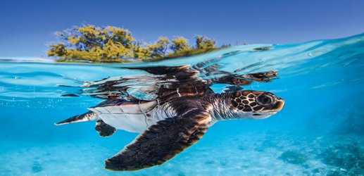 Just one tiny piece of plastic may be enough to kill a baby turtle