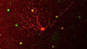 How humans—and other mammals—might have gotten their night vision