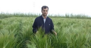 تقدیر رییس سازمان تحقیقات، آموزش و ترویج کشاورزی از دکتر رحمت اله محمدی پژوهشگر ایستگاه تحقیقات کشاورزی گنبدکاووس