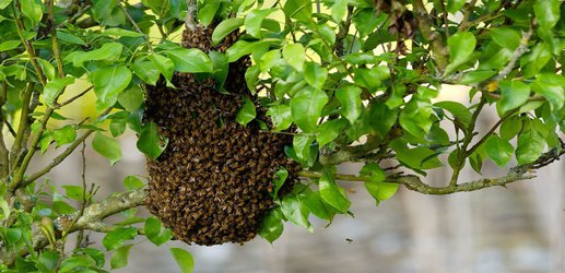 Honeybee swarms act like superorganisms to stay together in high winds