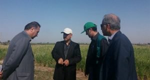 بازدید مسول گروه تولید و کشاورزی سازمان مدیریت و برنامه ریزی استان از گنجینه دستاوردهای پژوهشی مرکز تحقیقات و آموزش استان