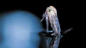Mosquitoes may be contaminating ecosystems with tiny bits of plastic