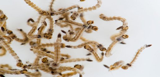 Mosquitoes are eating plastic and spreading it to new food chains