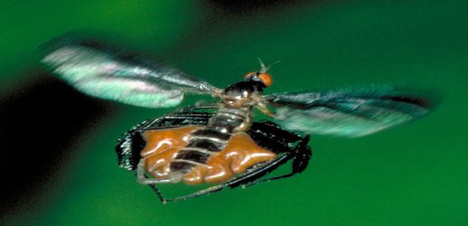Dance flies attract males with their hairy legs and inflatable sacs