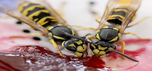 Why do we love bees but hate wasps?