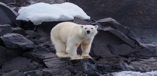 Field notes: Polluted polar bears await the great Arctic land grab