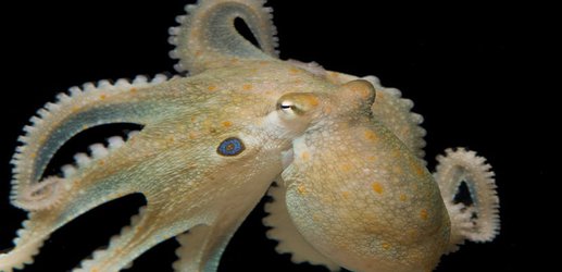 Octopuses taking MDMA get all huggy and loved-up with each other