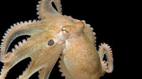 Like humans, octopuses want more hugs when high on ecstasy