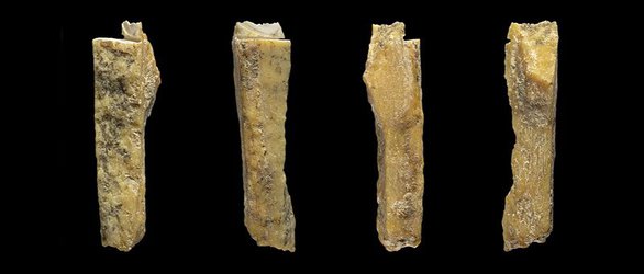Denisovan hybrid cave yields four more hominin bones