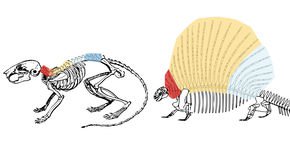 The evolution of the spine fueled the rise of mammals—and human back problems