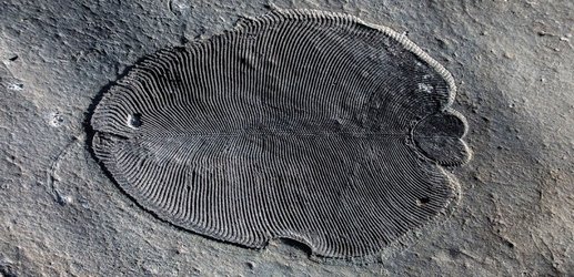 Earliest known animal was a half-billion-year-old underwater blob