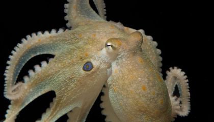 Ecstasy Turns Antisocial Octopuses Into Lovestruck Cuddle Buddies—Just Like Us