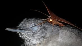 Watch a moth drink tears from a bird’s eye