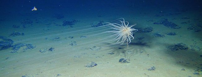 Discovery of vibrant deep-sea life prompts new worries over seabed mining