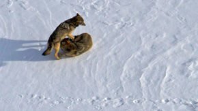 Inbred Isle Royale wolves to get company, rebooting the world’s longest running ecological experiment
